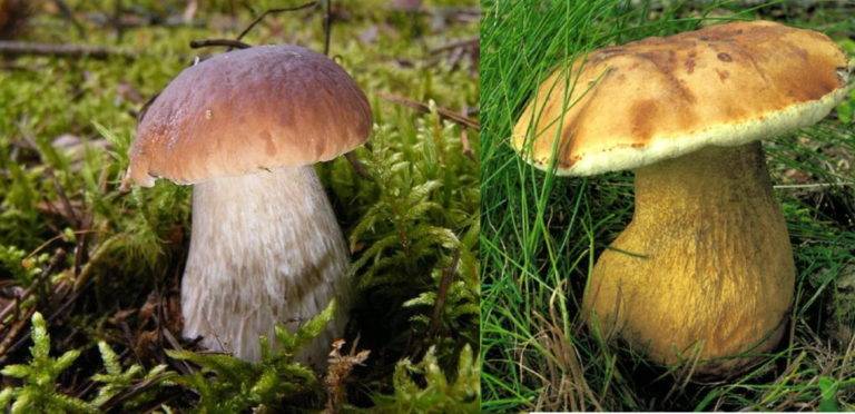Строчки грибы фото ложные как отличить