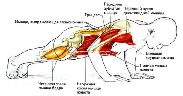 Мышцы при отжиманиях