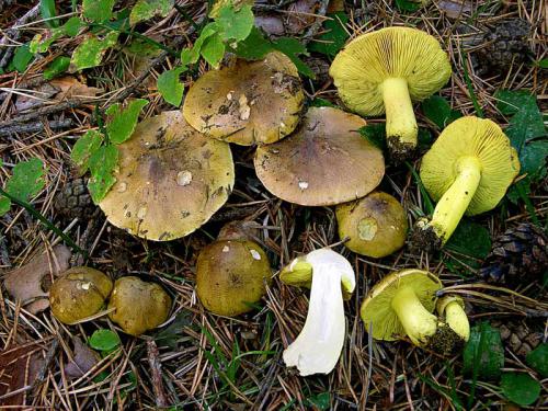 Зеленушка (Tricholoma flavovirens)