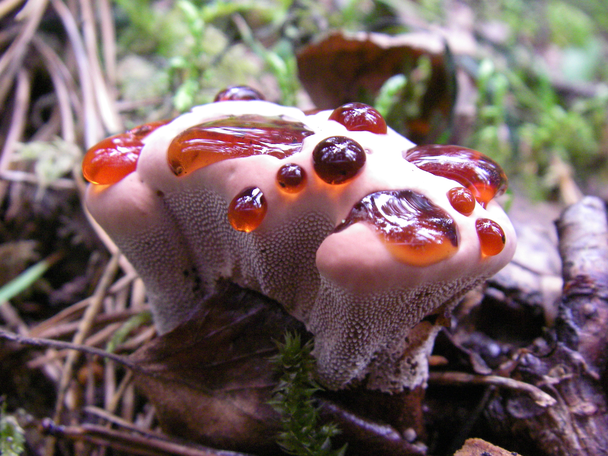 Ежовик дьявольский (Hydnellum peckii)