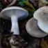 Говорушка дымчатая (Clitocybe nebularis)