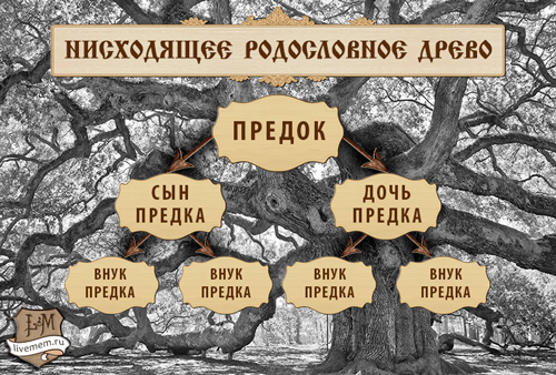 Как составить генеалогическое древо семьи: низходящее дерево