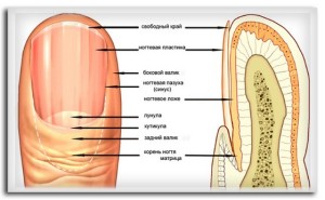 Схема устройства ногтя