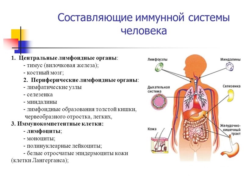 Составляющие иммунной системы