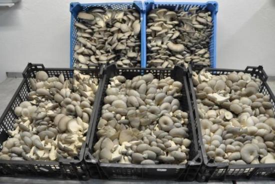 реализация грибов