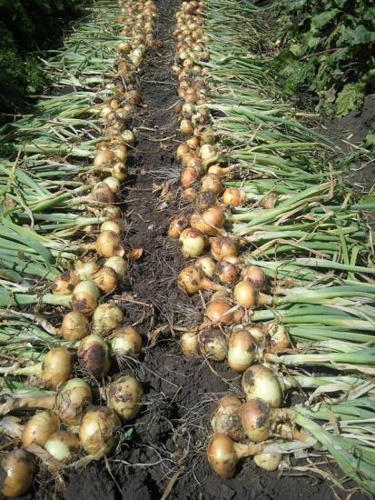 Зеленый лук