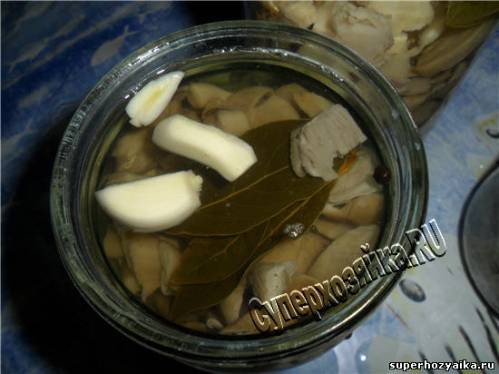 Грибы Вешенки на зиму