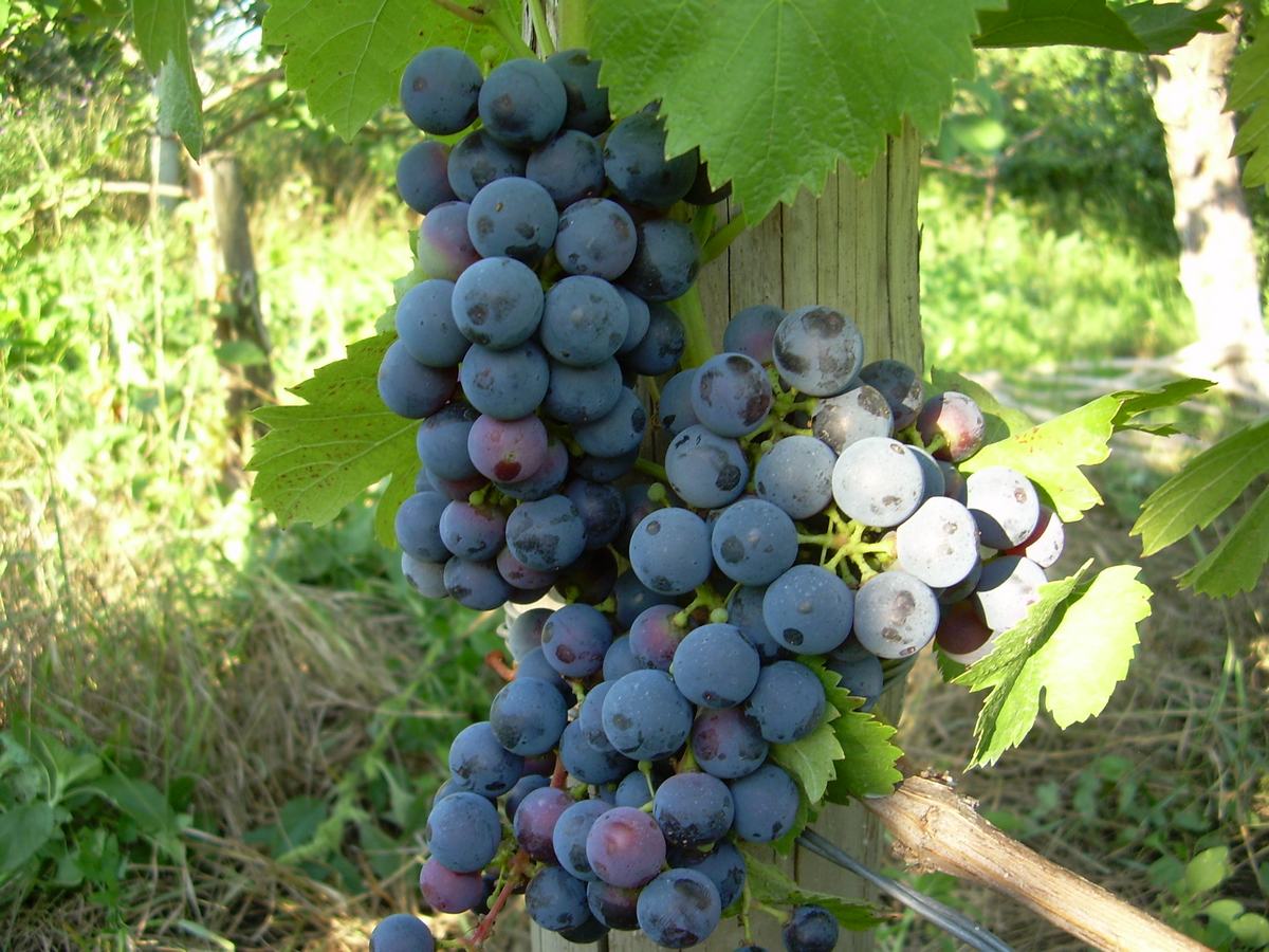 Мускат Гамбургский