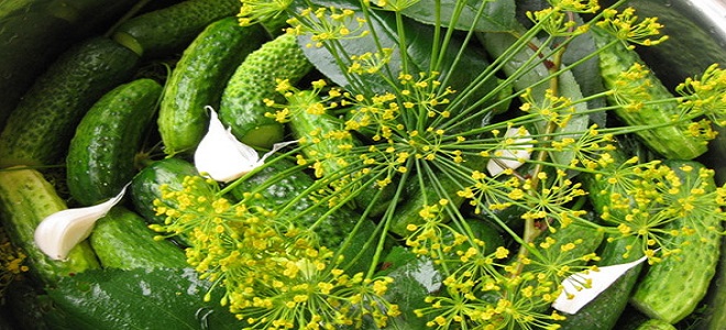 Малосольные огурцы на зиму с лимонной кислотой