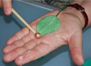 Цветы из холодного фарфора22