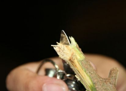 Как сделать лук своими руками4