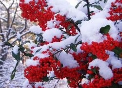 примета много ягод на рябине