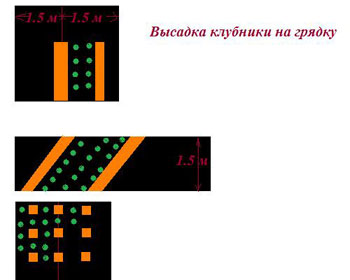 Высадка клубники