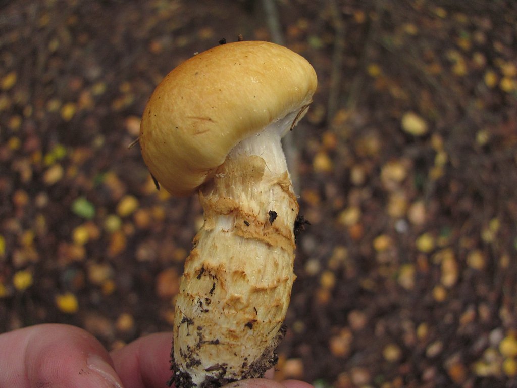 Приболотник желтый (Cortinarius triumphans). Съедобен