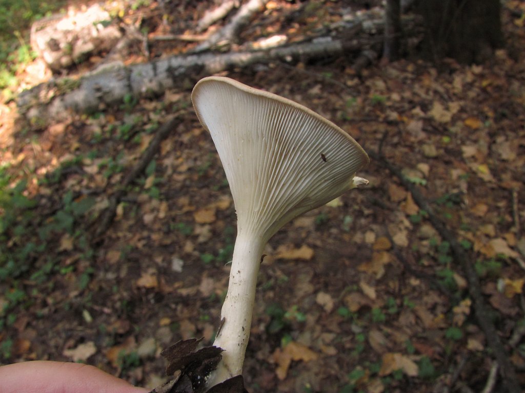 Говорушка ворончатая (Clitocybe gibba)