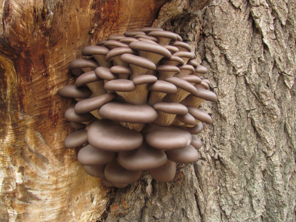 Вешенка устричная (Pleurotus ostreatus)