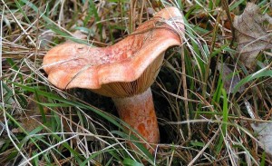 Рыжик (лат. Lactarius deliciosus) — пластинчатый гриб порядка агариковых