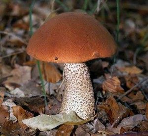 Подосиновик красный (лат. Leccinum aurantiacum) — съедобный шляпный трубчатый гриб рода Лекцинум (Обабок) (лат. Leccinum)