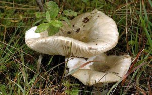 Сыроежка (лат. Russula) — род пластинчатых грибов семейства Сыроежковые (лат. Russulaceae)