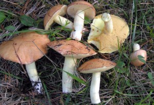 Маслёнок зернистый, маслёнок летний, маслёнок ранний (лат. Suillus granulatus)