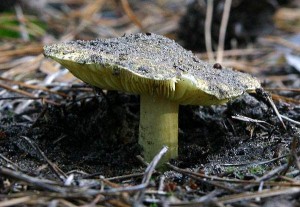 Зеленушка (лат. Tricholoma equestre) — условно-съедобный гриб рода трихолом (рядовок) семейства Рядовковых