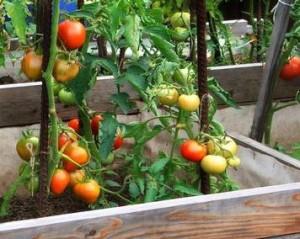 Высадка рассады в теплую грядку