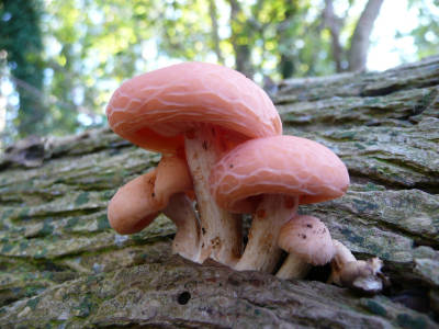 Родотус дланевидный (Rhodotus palmatus)