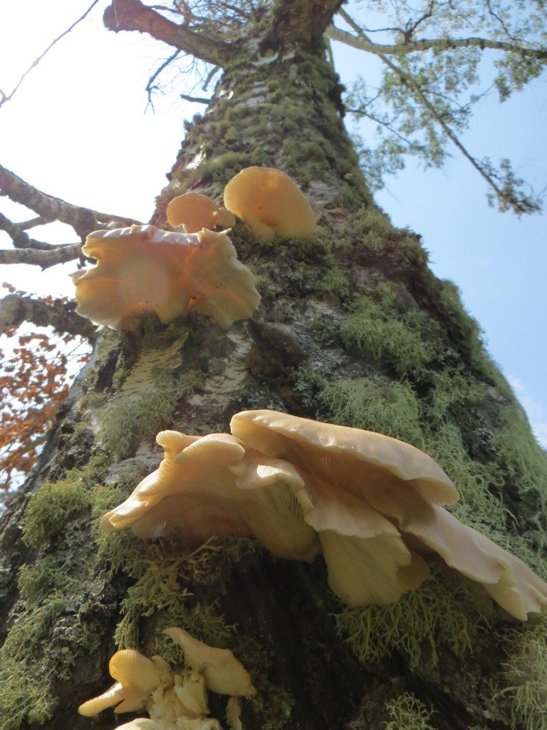 Вешенка легочная (Pleurotus pulmonarius)