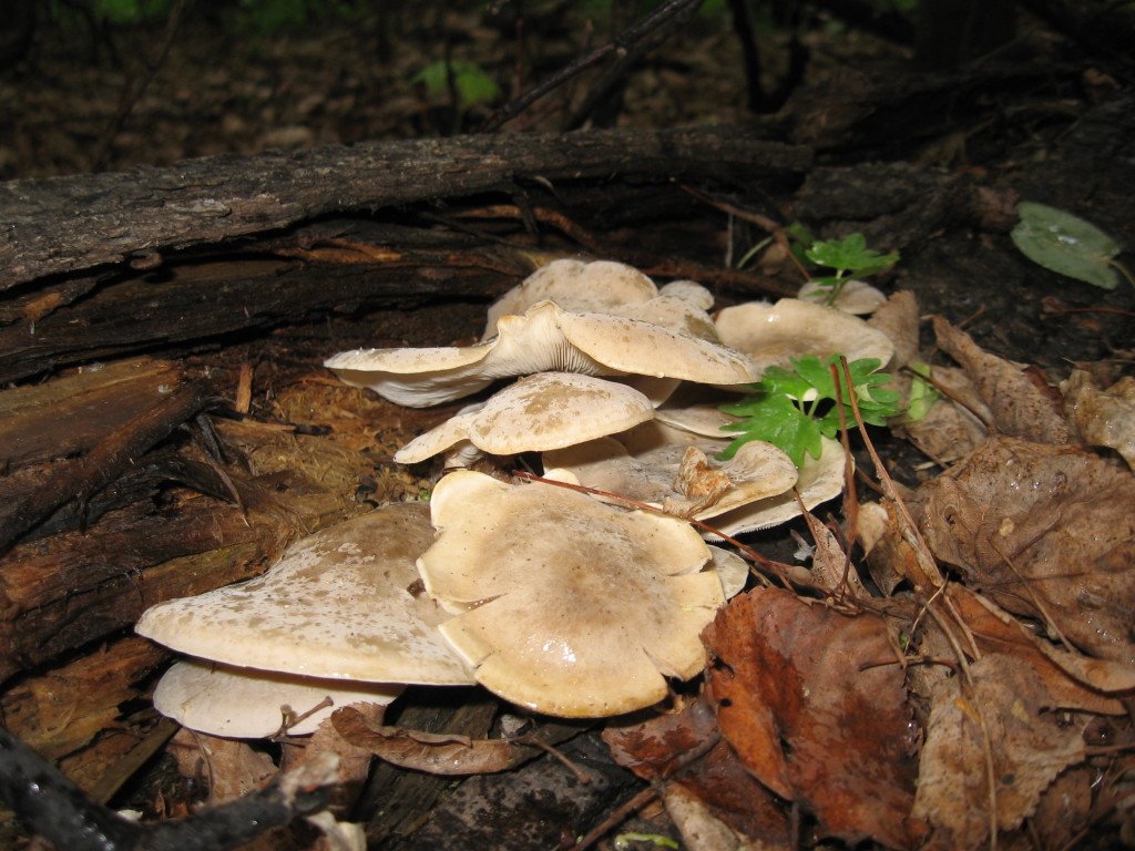 Вешенка устричная (Pleurotus ostreatus)