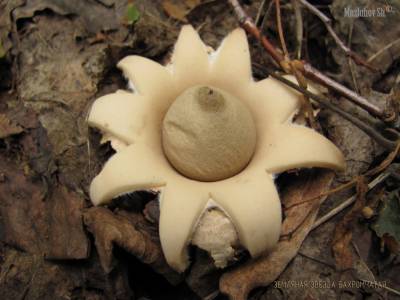 Земляная звезда (Geastrum fimbriatum)