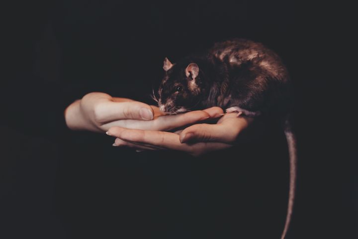 Крыса на руках