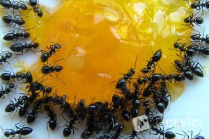 Опасны ли домашние муравьи