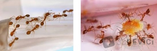 Как избавится от муравьёв в квартире
