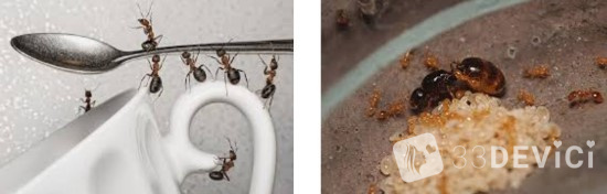 Способы борьбы с рыжими и чёрными муравьями