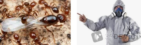 Как найти муравьиное гнездо или матку