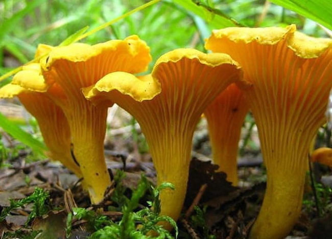 chanterelles