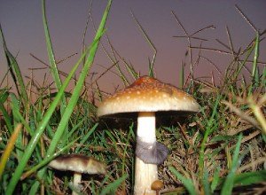 Галюциногенные грибы Psilocybe Cubensis