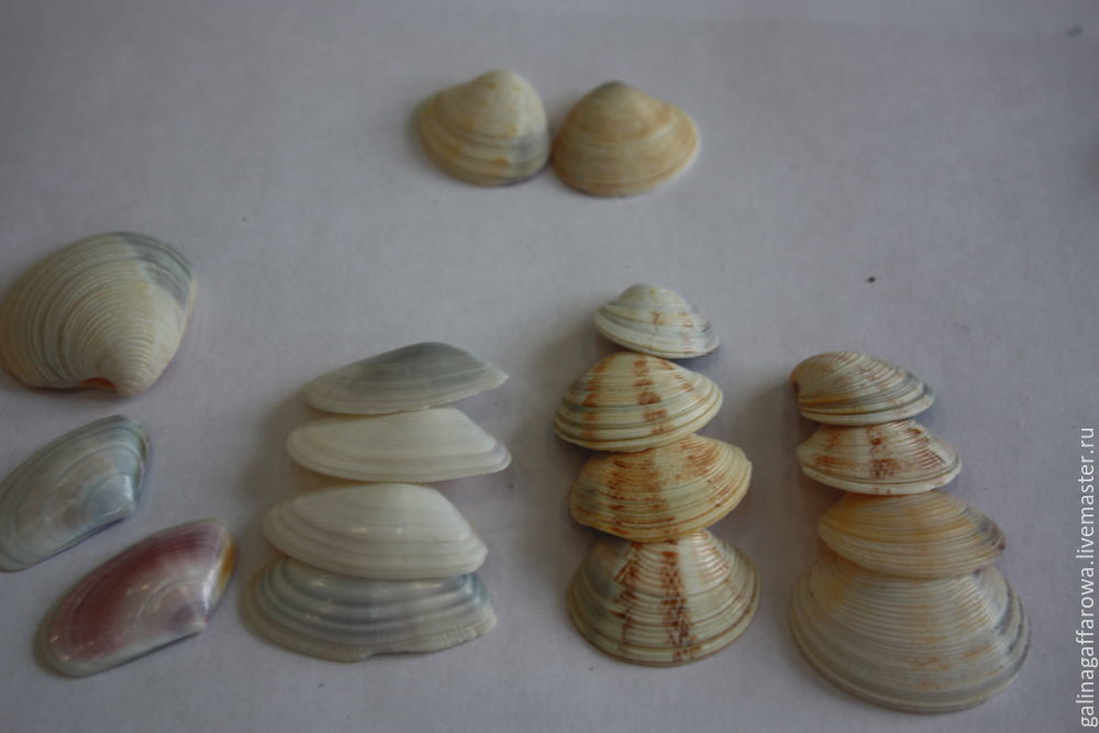 морские ракушки