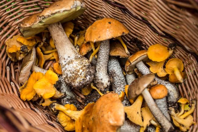 В поисках грибов в Самарской области: описание съедобных и ядовитых видов, места и сроки сбора