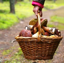В поисках грибов в Самарской области: описание съедобных и ядовитых видов, места и сроки сбора