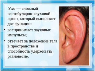 Ухо — сложный вестибулярно-слуховой орган, который выполняет две функции: во