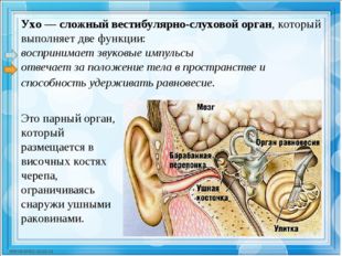 Ухо — сложный вестибулярно-слуховой орган, который выполняет две функции: вос
