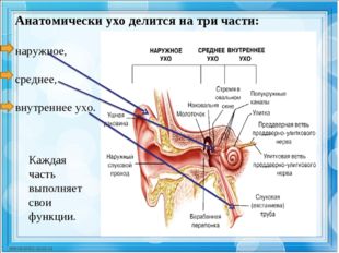Анатомически ухо делится на три части: наружное, среднее, внутреннее ухо. Каж