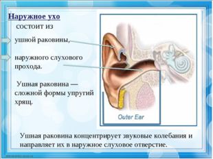 Наружное ухо состоит из ушной раковины, наружного слухового прохода. Ушная ра
