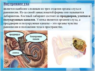 Внутреннее ухо является наиболее сложным из трех отделов органа слуха и равно