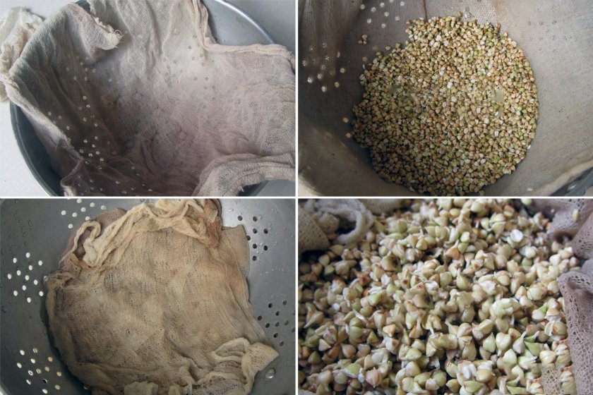 Проращивание зелёной гречки