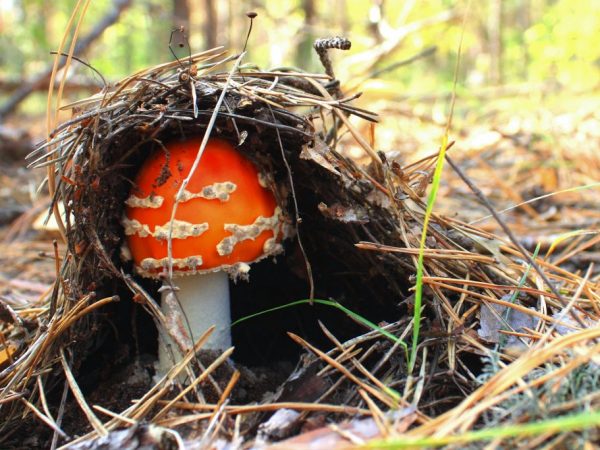 Мухоморы вызывают сильное отравление