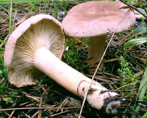 Lactarius_helvus