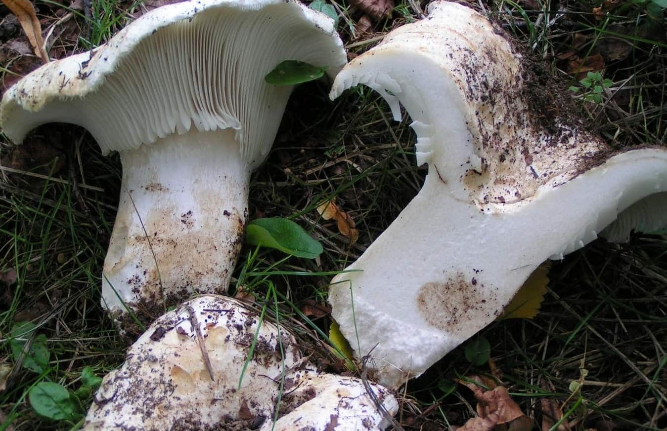 Russula delica