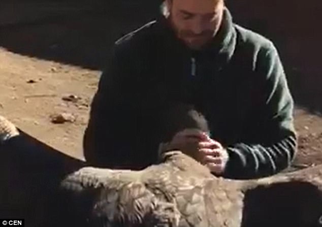 Edgardo was reunited with the condor after he rescued it as a chick when it fell from its nest